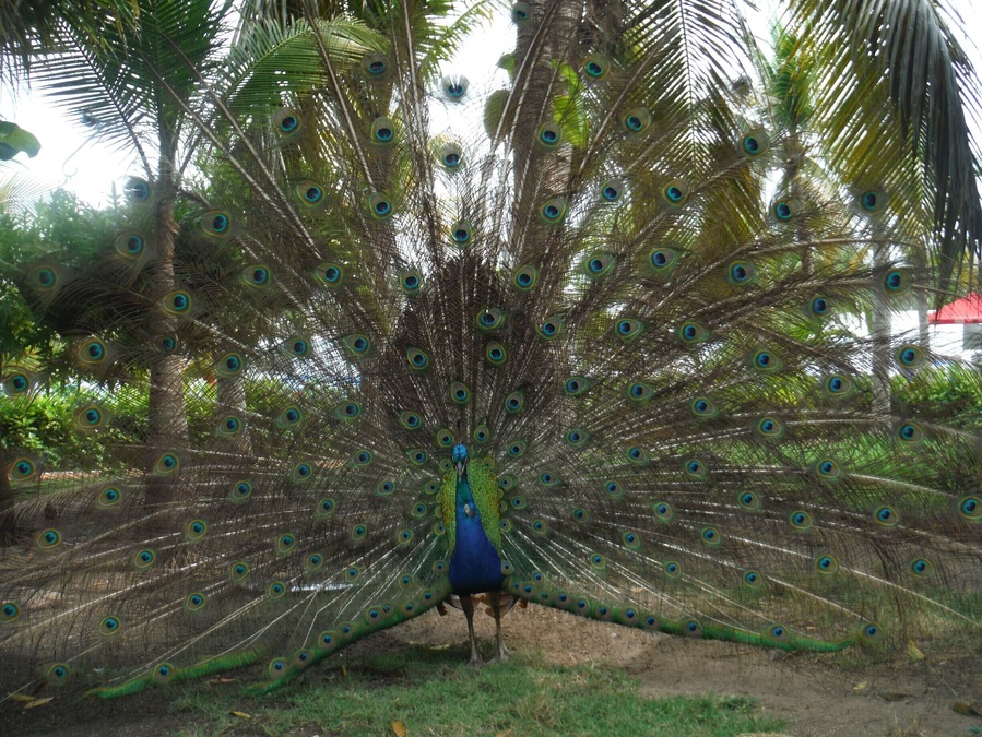 If you want to relax and eat and drink your heart out for a few days while in Colombia, check out this all-inclusive. One of the highlights of our stay was the beautiful peacocks roaming the property, feathers spread out proudly. #patterns