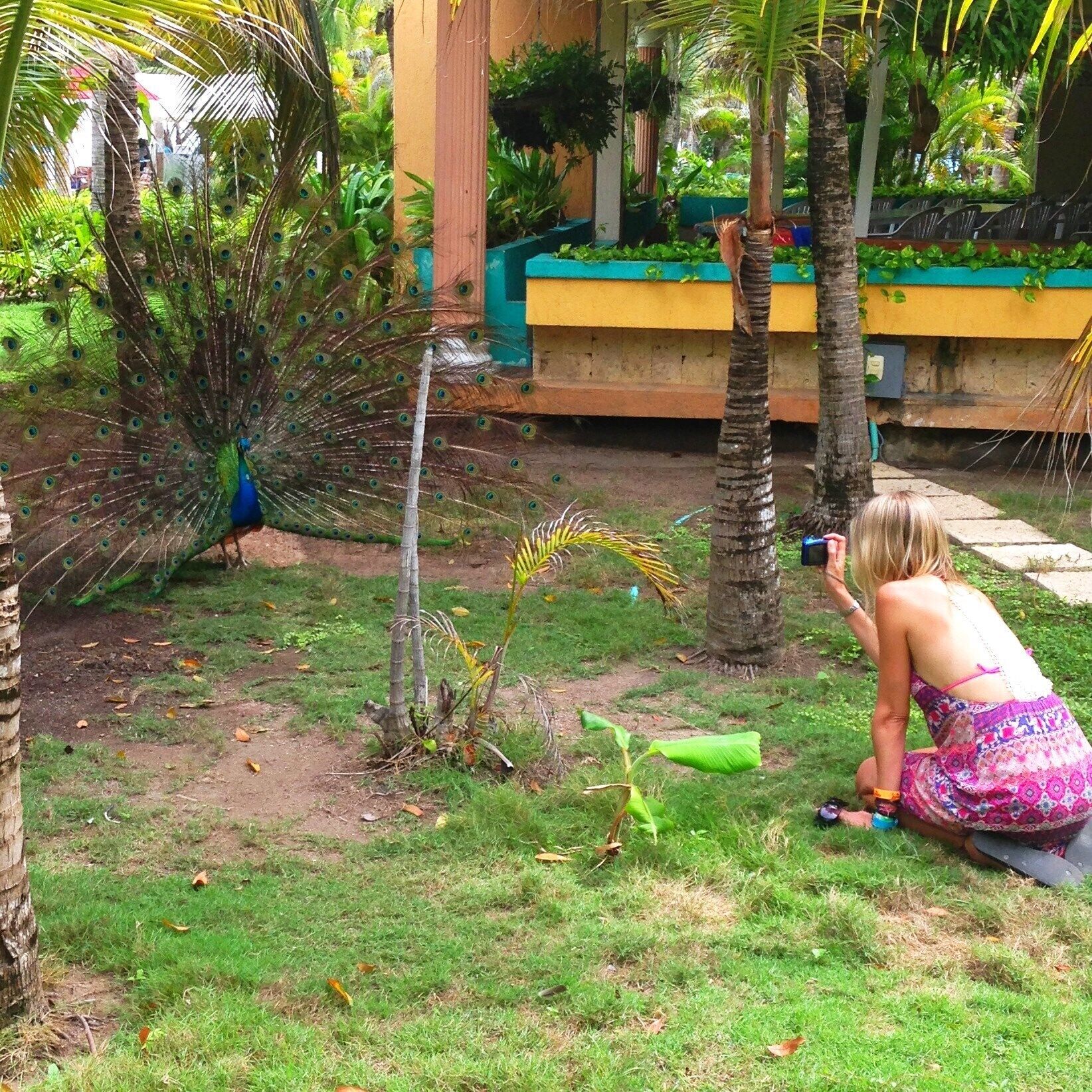This Photo was taken on Isla Grande Rosario off the coast of Cartagena, Colombia.  This is my Wife Kenda, getting up close and personal with one of these beautiful Peacocks! The Island Resort was pretty nice for the price!!! $100 per person per day including the boat ride there and back, 5 meals a day!!! and all the drinks you can handle from 10 am to 9pm!  It was our first all inclusive!
Enjoy.
#patterns