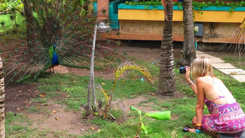 A peacock with a spread tail in a garden with palm trees and a yellow wall.