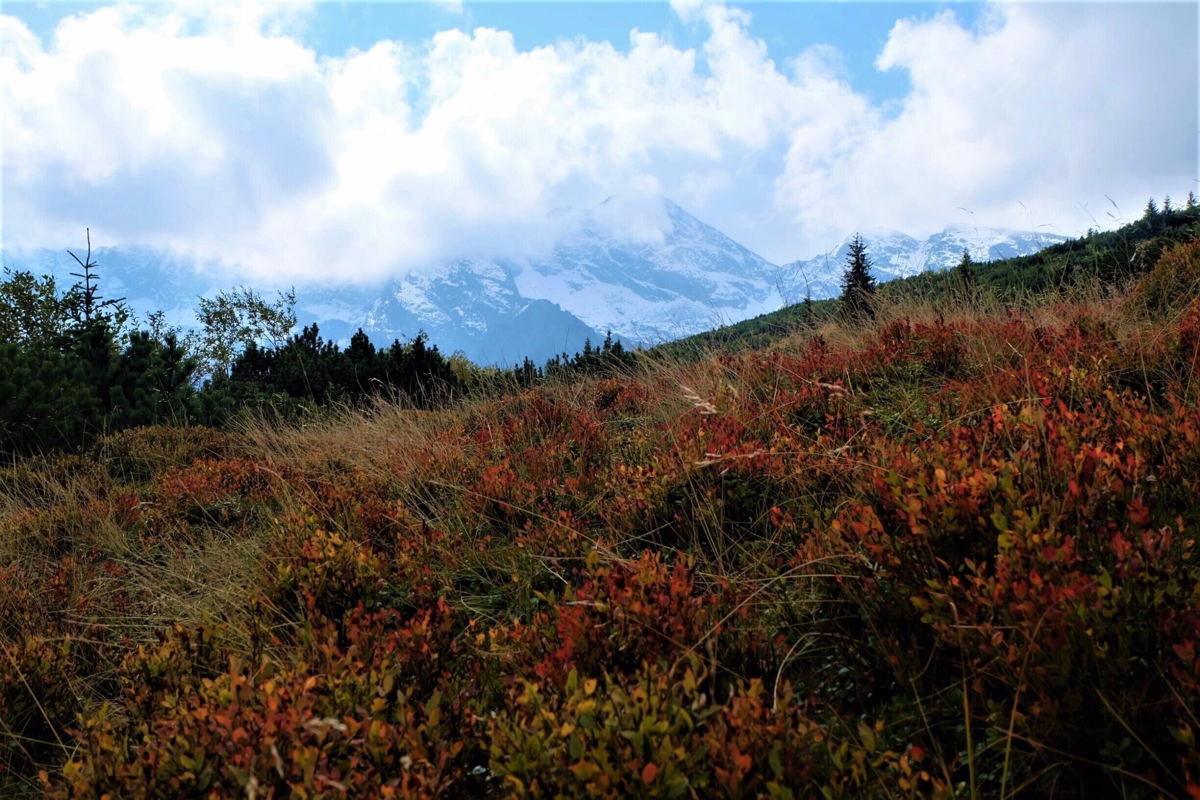 Colours of autumn. #golden