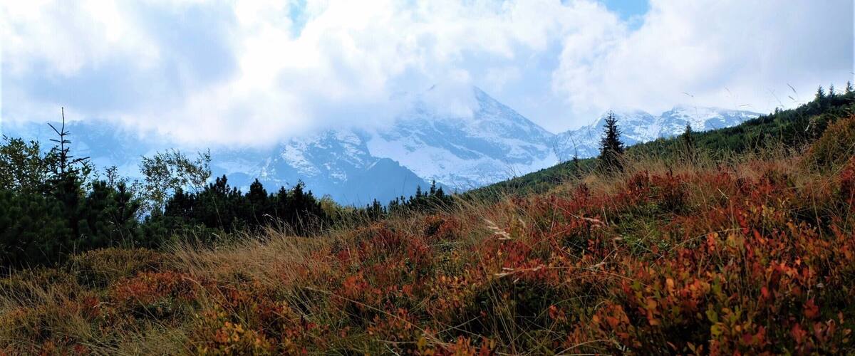 Colours of autumn. #golden