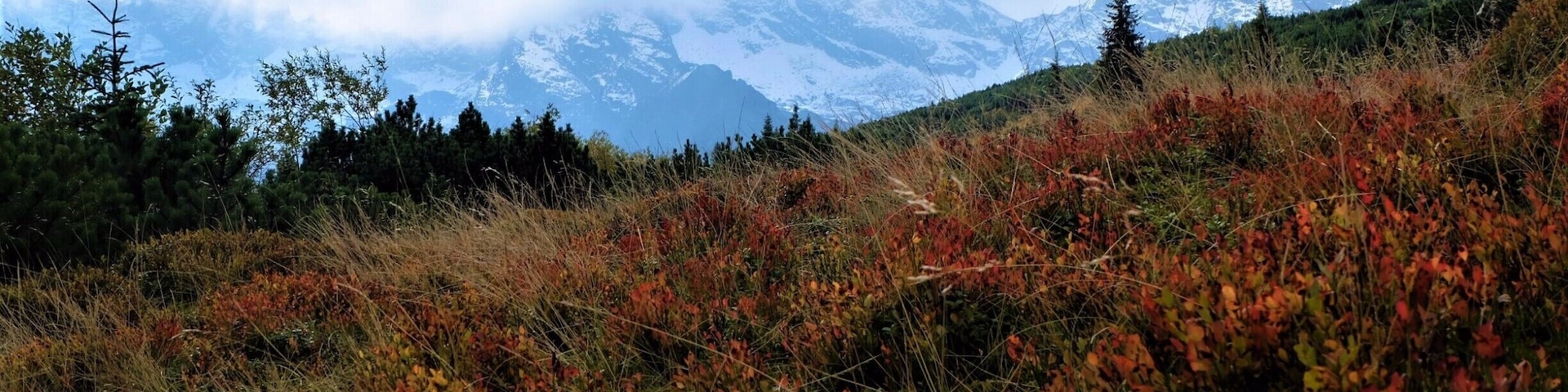 Colours of autumn. #golden