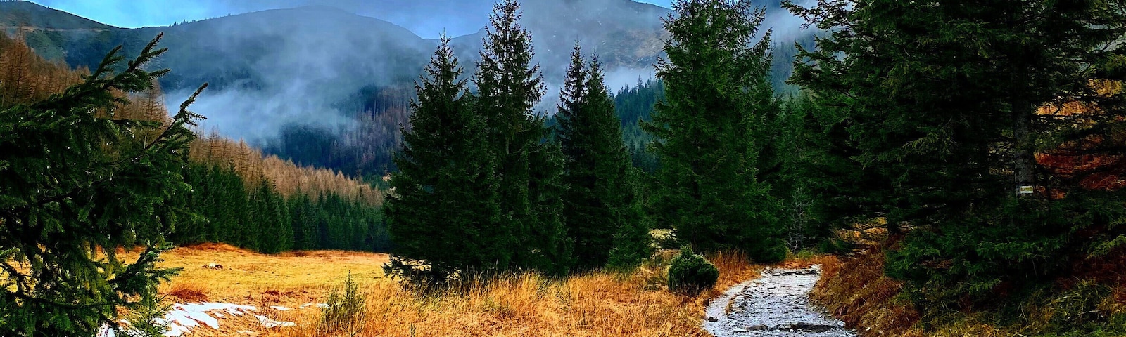 A gravel path through a forest with evergreen trees and a mountain in the background.