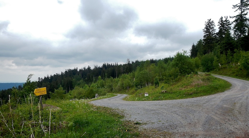 Forstweg im Naturpark Schwarzwald Mitte/Nord