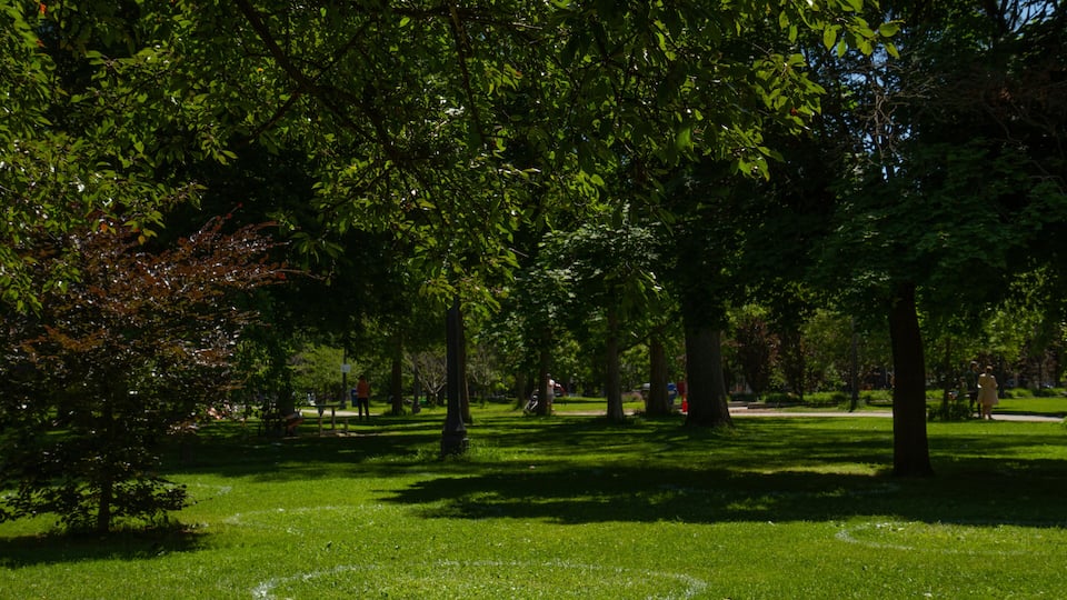 Um parque com grama verde, árvores e um desenho circular no chão.