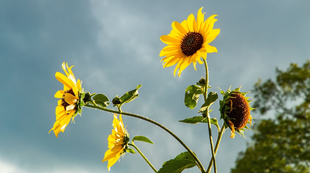 High Park featuring wildflowers