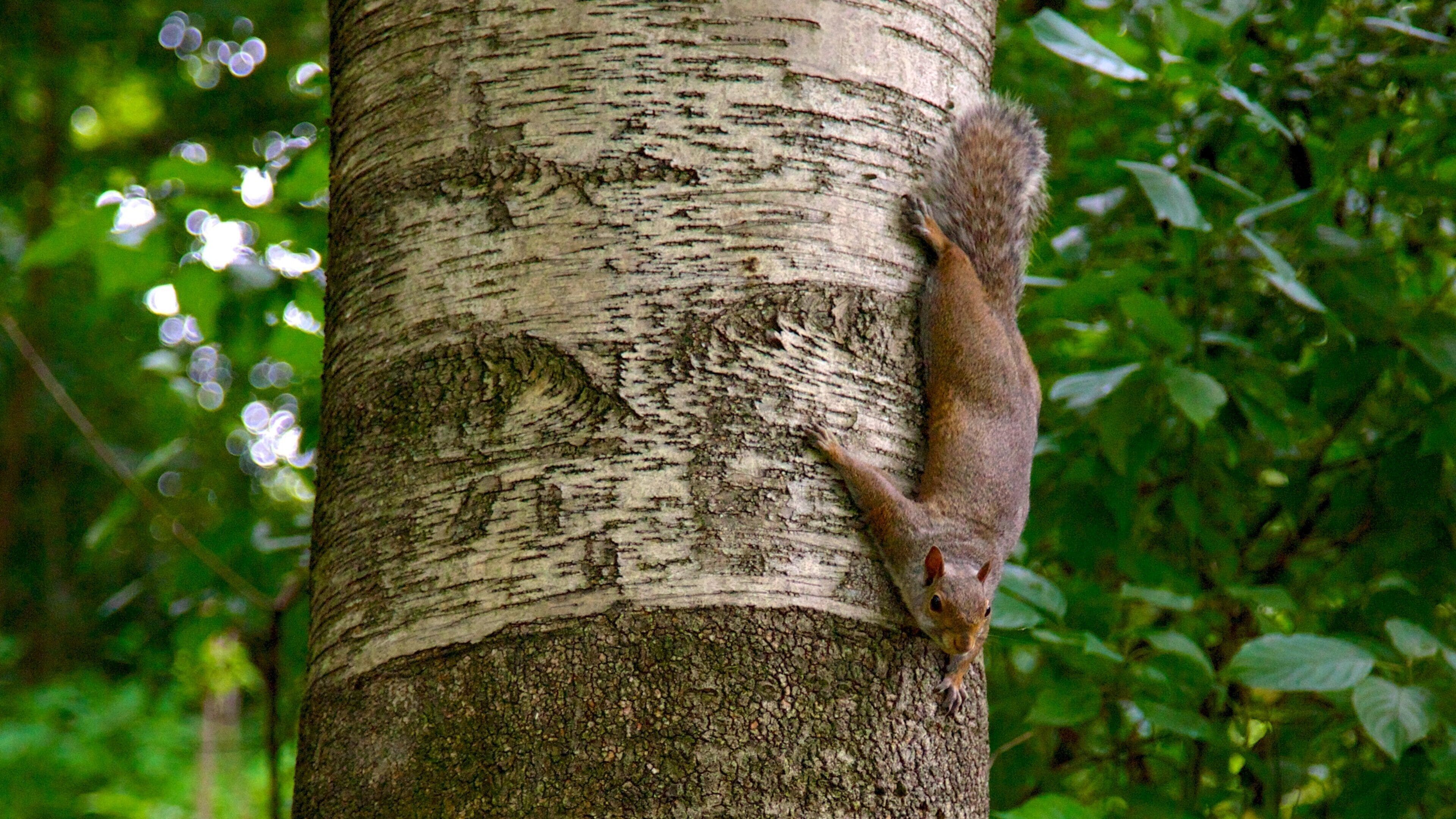 High Park which includes a garden, cuddly or friendly animals and animals