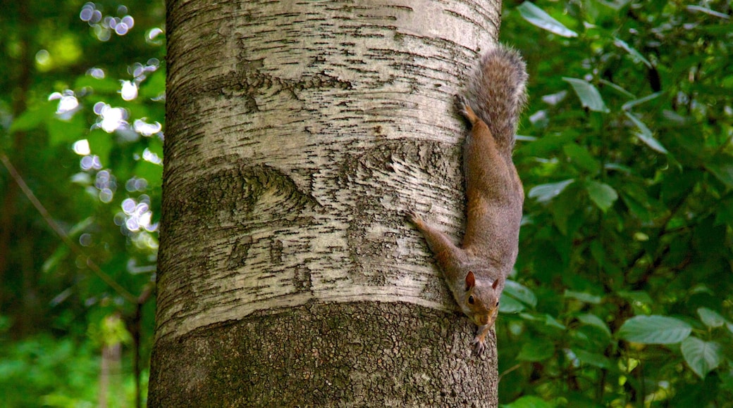 High Park which includes a garden, cuddly or friendly animals and animals