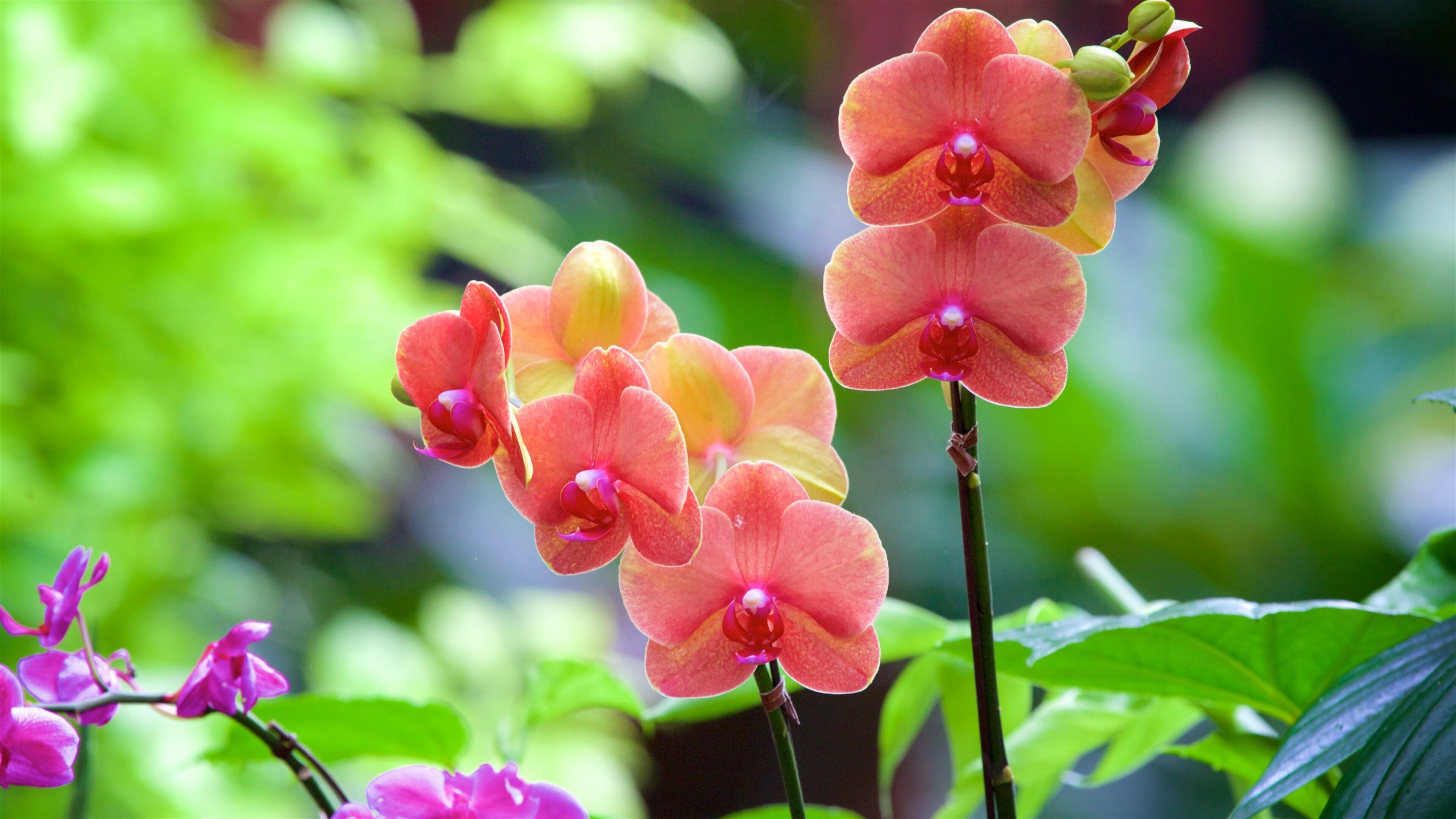 Queen Elizabeth Park showing wild flowers