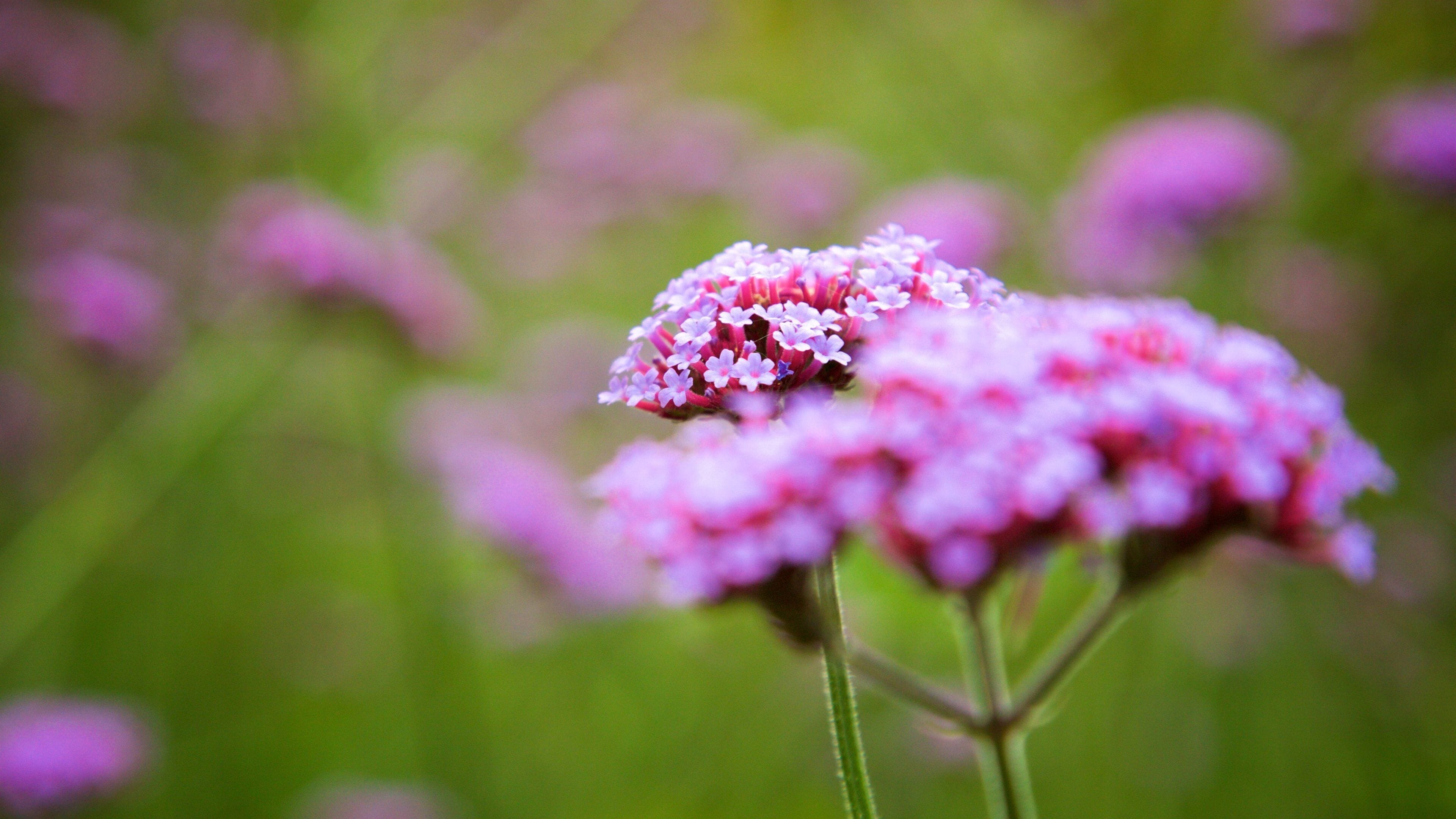 Van Dusen Botanical Gardens, Vancouver, British Columbia, Canada som inkluderer blomster