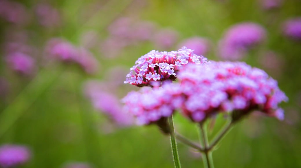 Van Dusen Botanical Gardens, Vancouver, British Columbia, Canada som inkluderer blomster