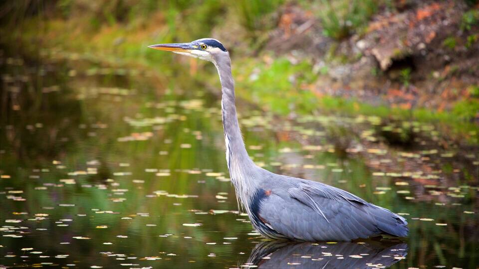 A heron standing in calm water with lily pads.