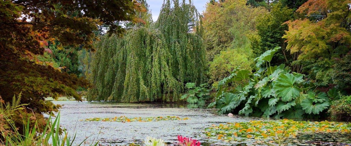 Botanische tuin VanDusen bevat een meer of poel en een park