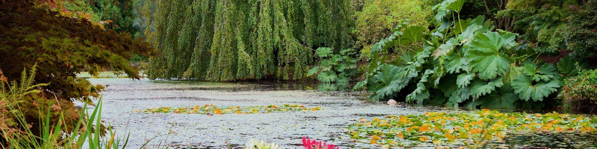 VanDusen 植物園 呈现出 花園 和 湖泊或水池