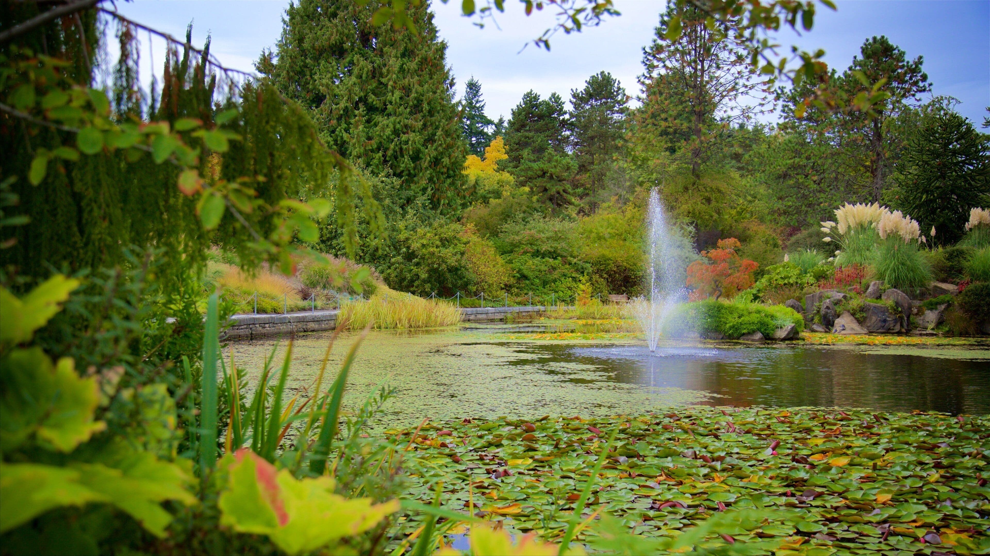 Un étang avec une fontaine, entouré d’une végétation luxuriante et d’arbres.