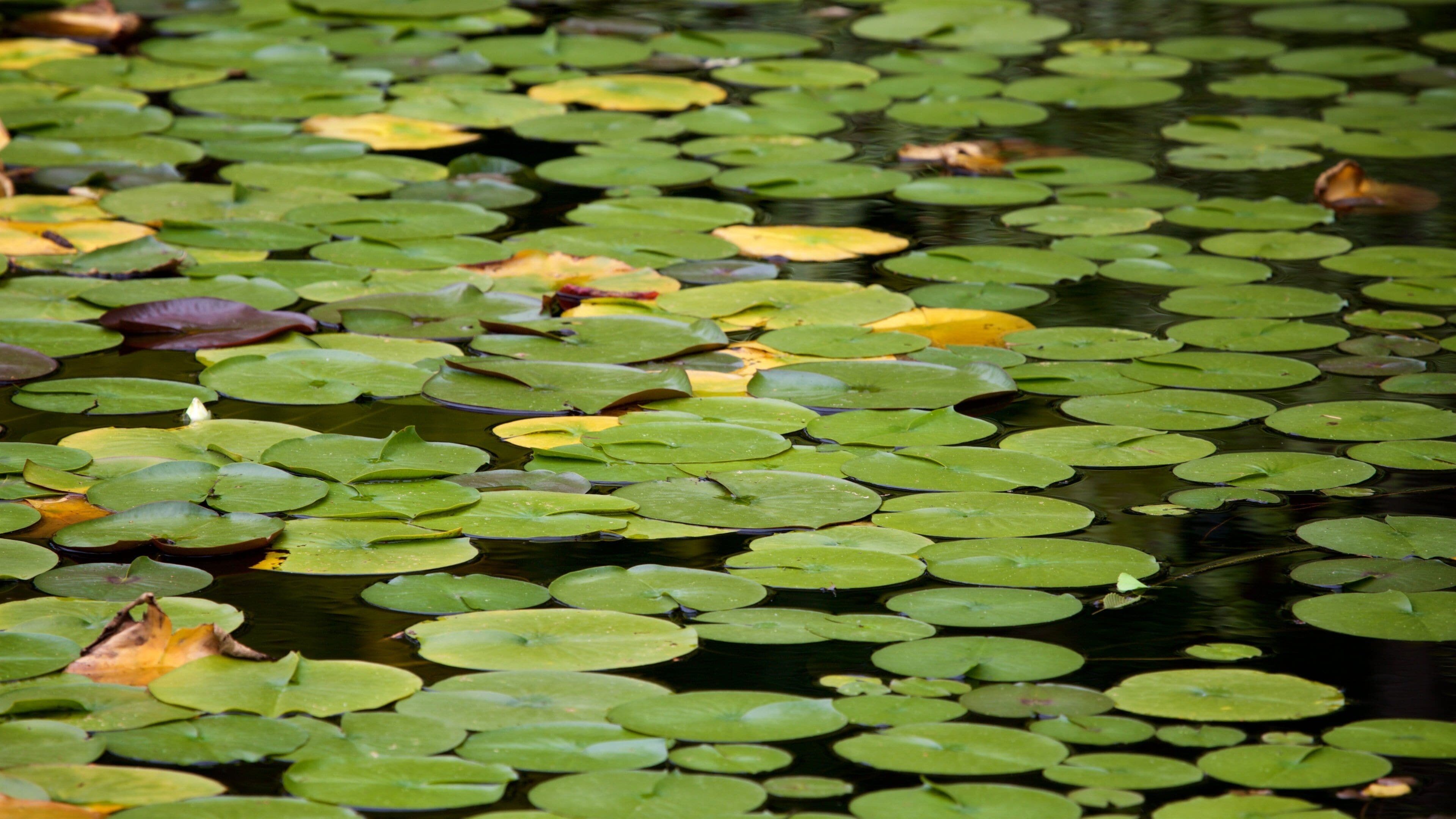 VanDusen Botanical Garden showing a lake or waterhole