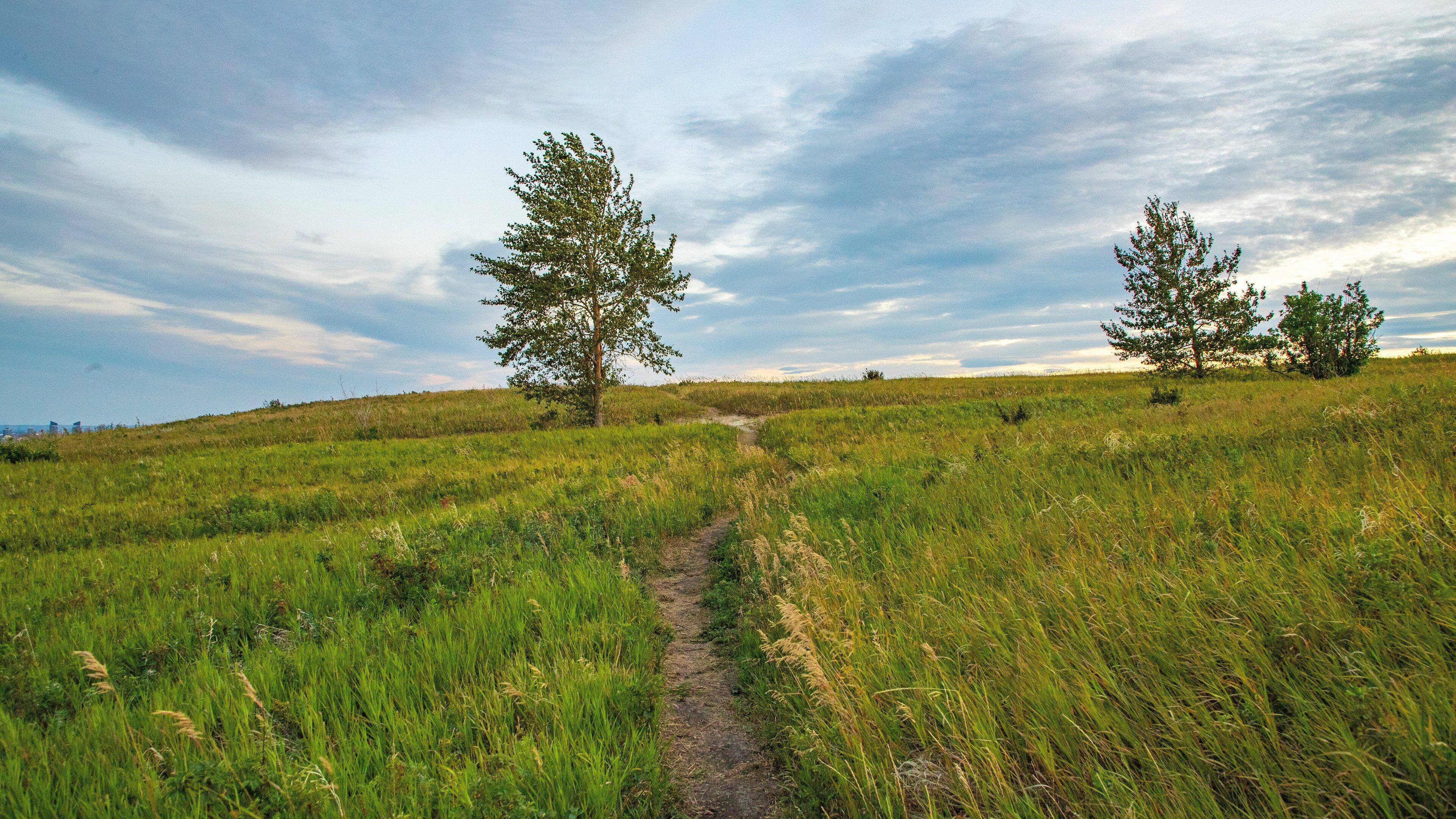 Nose Hill Park showing a sunset and tranquil scenes