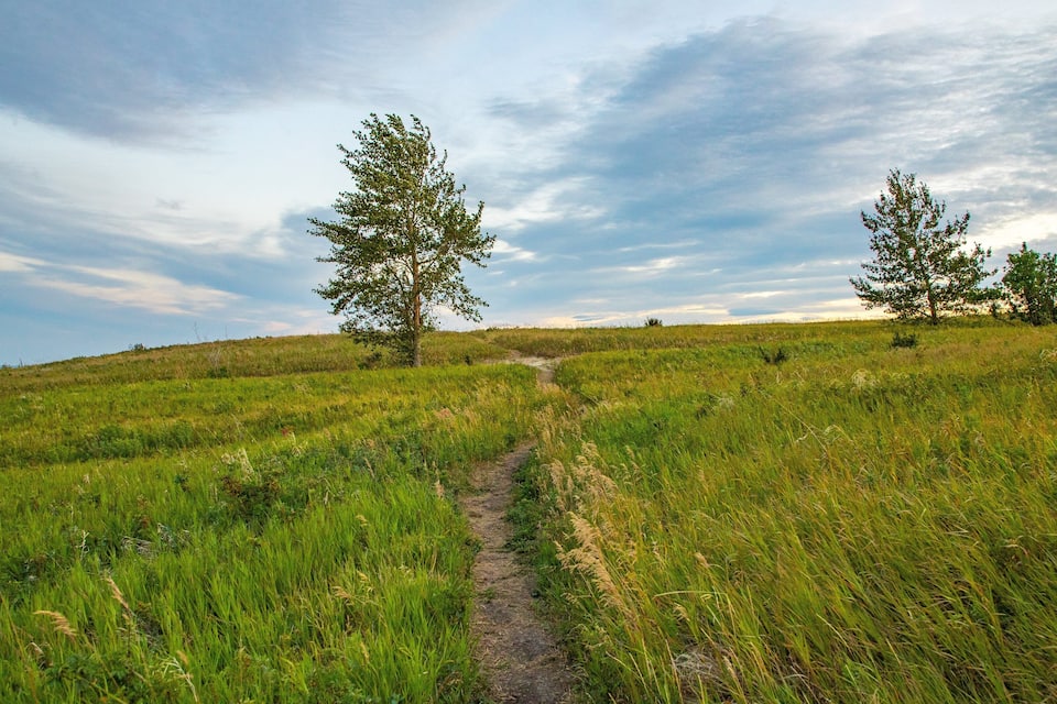 A grassy field with a dirt path leading through it, surrounded by trees.