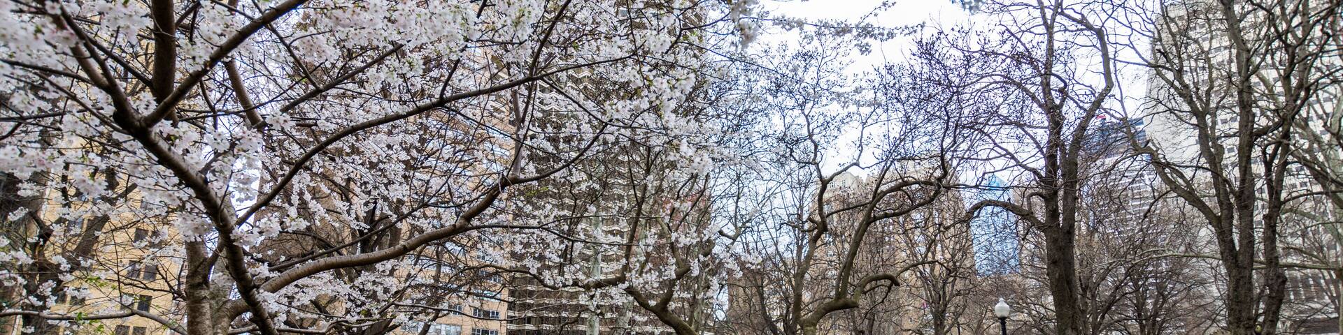 Spring in rittenhouse square in philadelphia pennsylvania