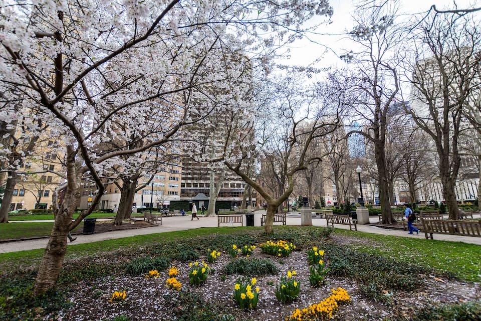 A park with cherry blossoms, yellow daffodils, and benches.