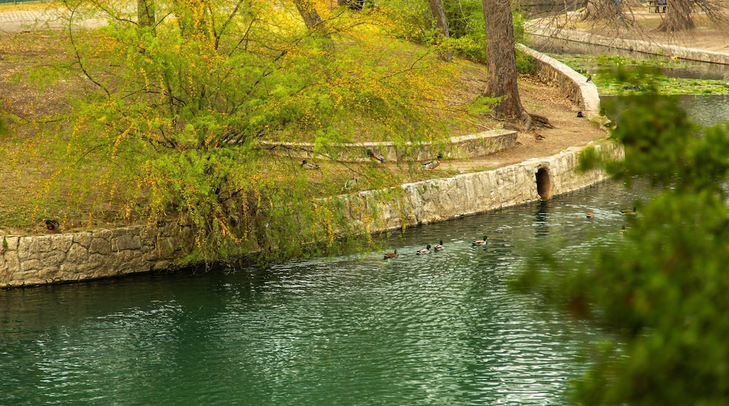 Brackenridge Park