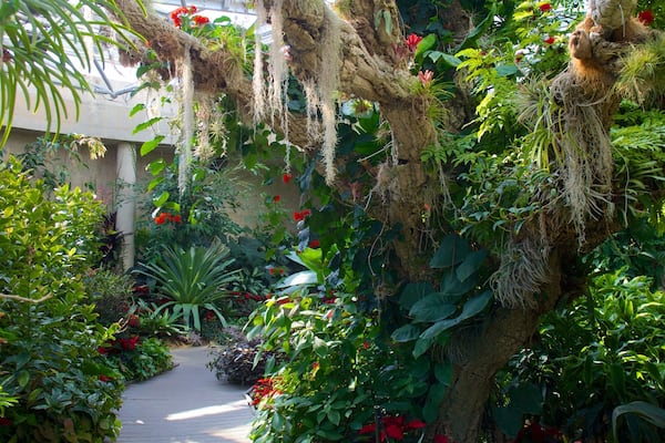 San Antonio Botanical Gardens das einen Park, Wildblumen und Blumen