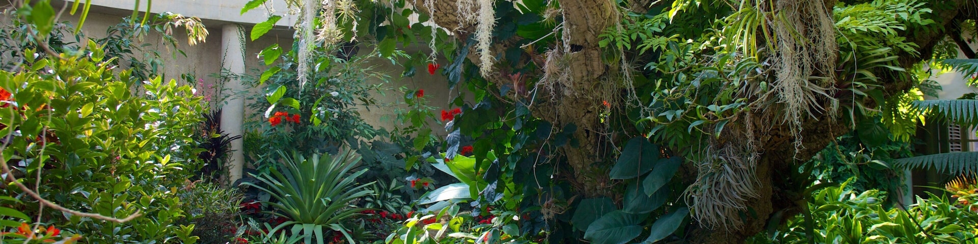 San Antonio Botanical Gardens montrant fleurs, parc et fleurs sauvages