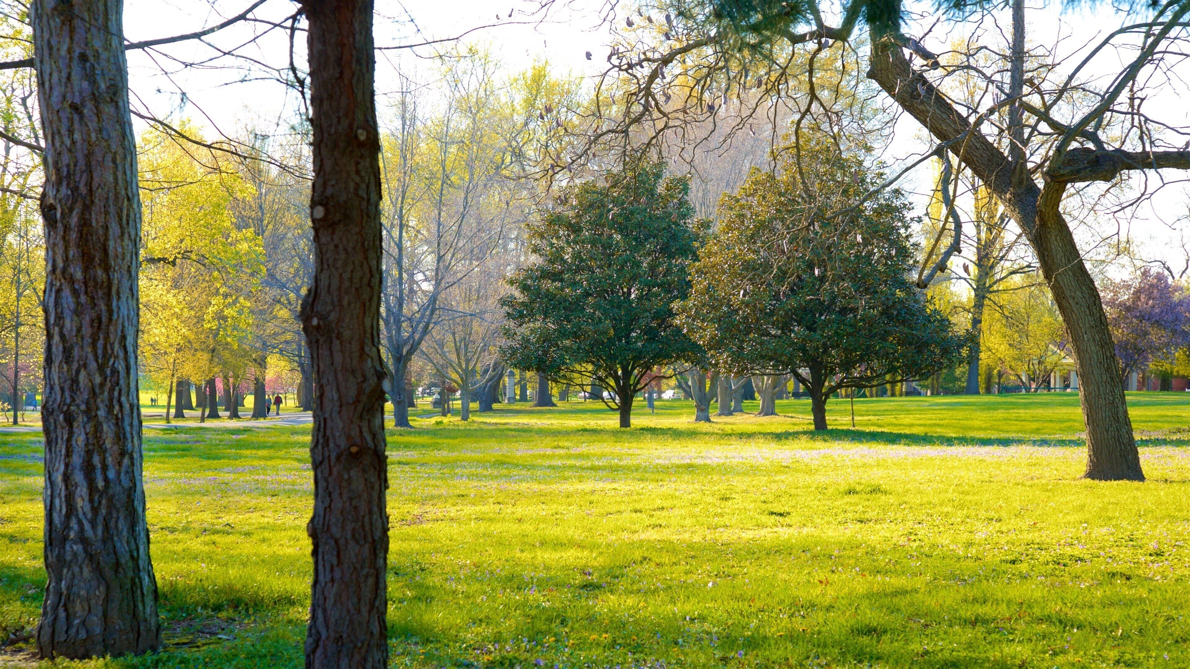 Tower Grove Park which includes a park