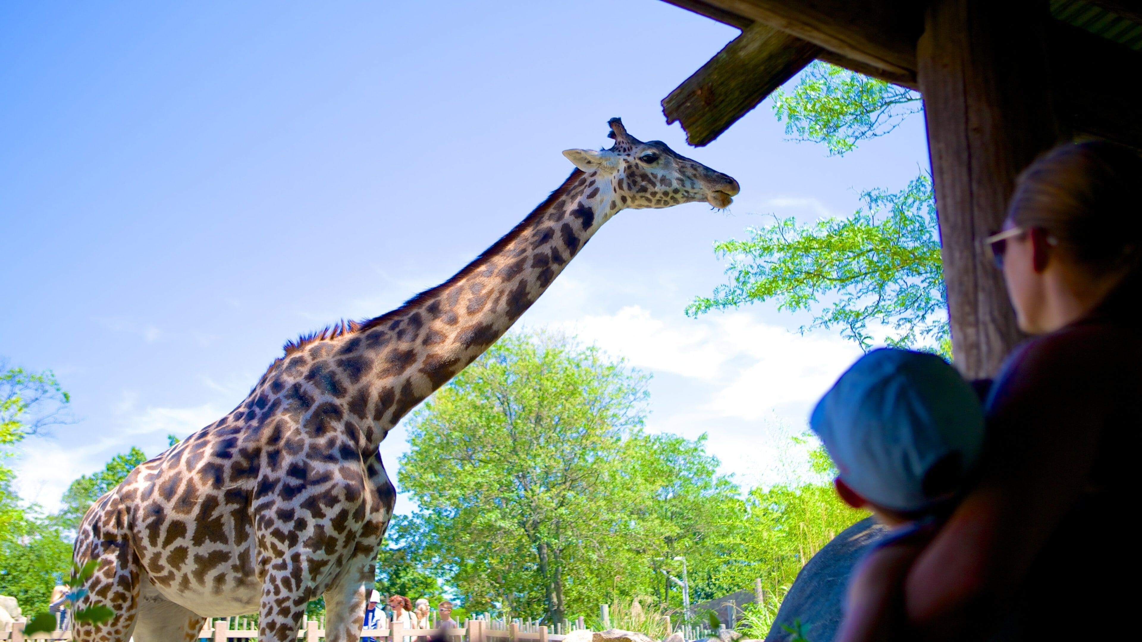 Roger Williams Parkin eläintarha joka esittää eläintarhan eläimet ja maaeläimet
