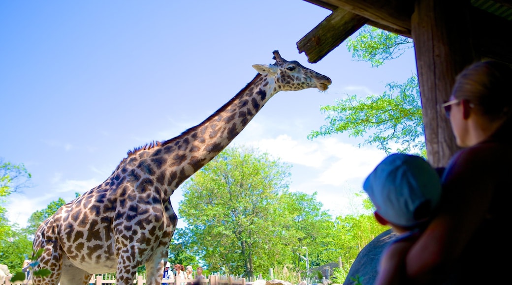 Roger Williams Parkin elÀintarha joka esittÀÀ elÀintarhan elÀimet ja maaelÀimet