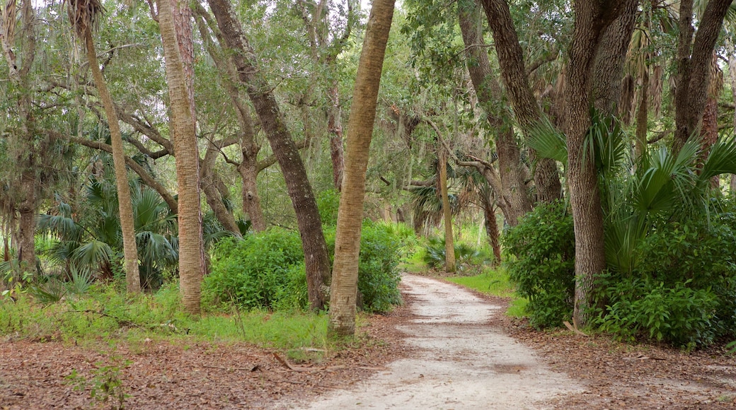 Boyd Hill Nature-parken som viser skoglandskap
