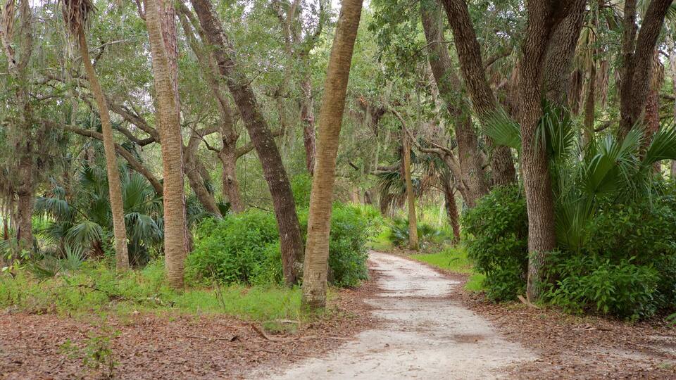 A forest path surrounded by tall trees and dense underbrush.