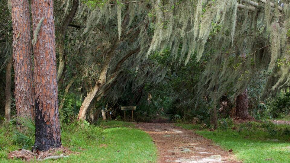 A forest path with moss-covered trees and a sign indicating the Live Oak Path.
