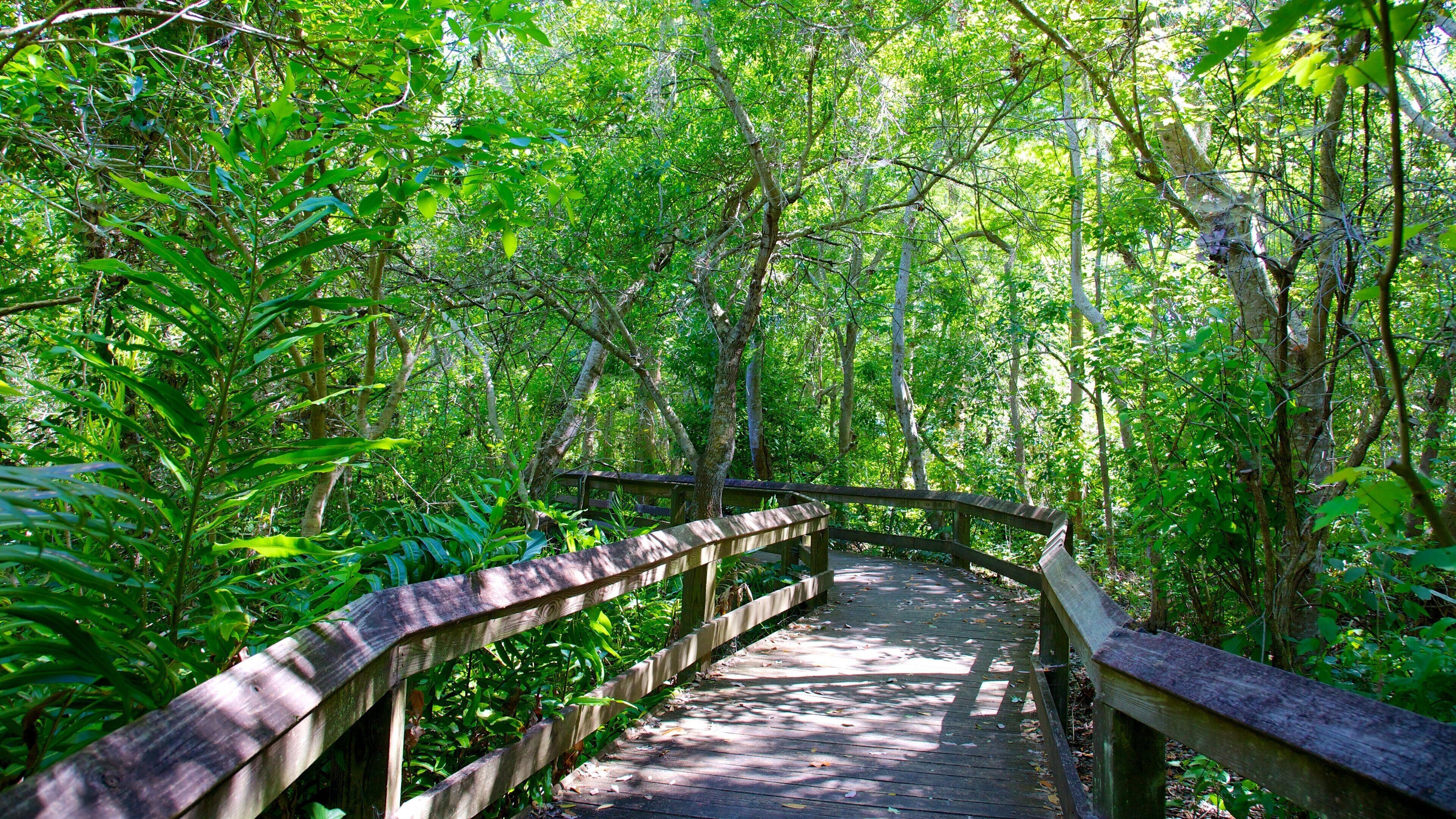 Boyd Hill Nature Park montrant parc et forêts