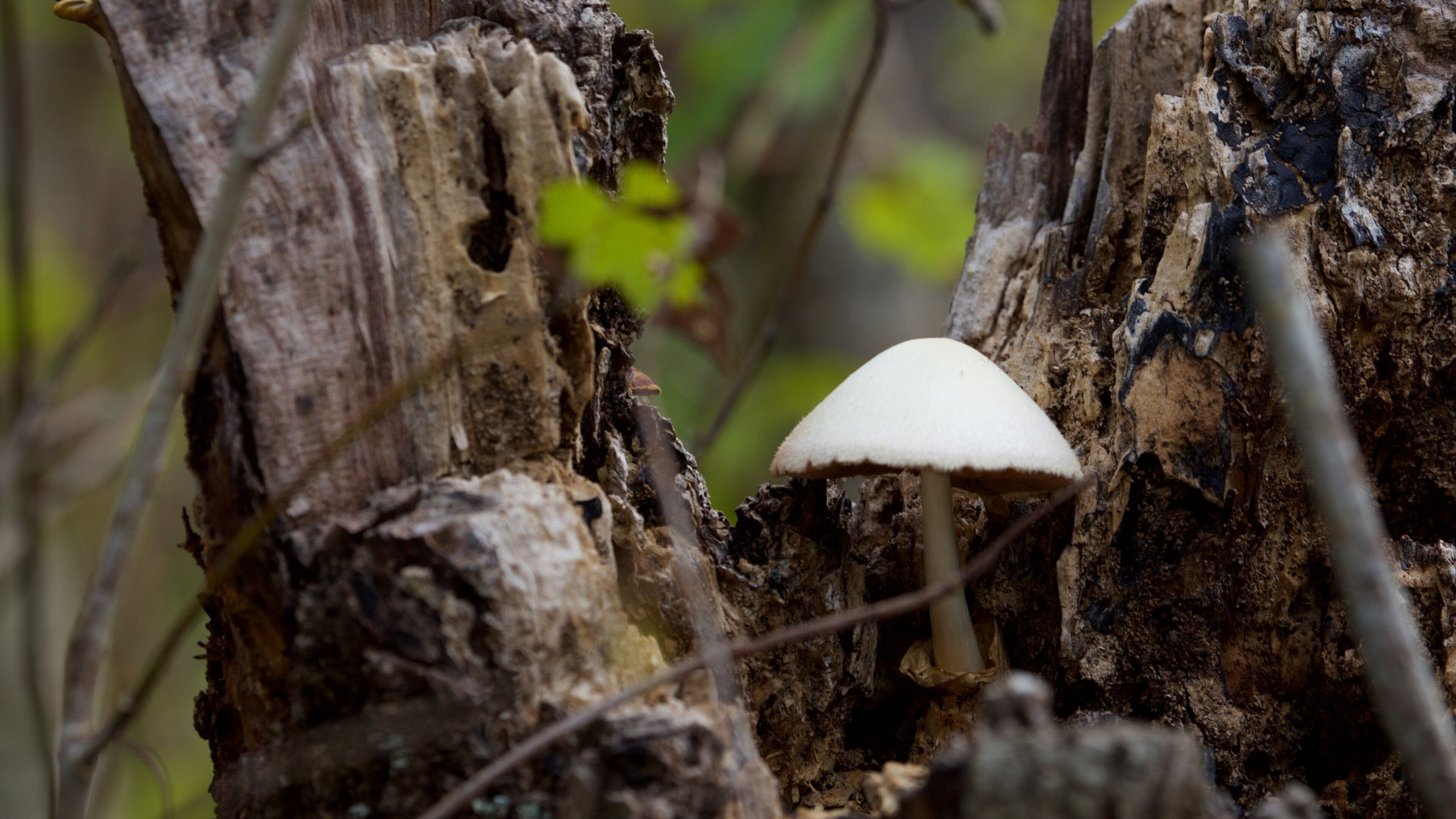 Boyd Hill Nature-parken som inkluderer skoglandskap