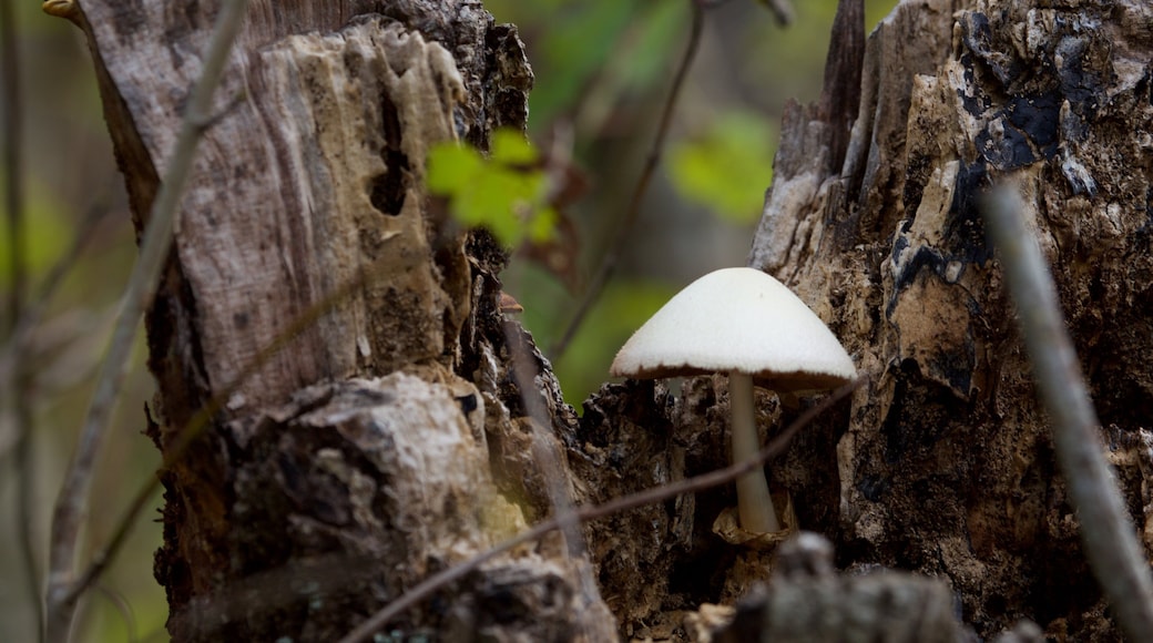 Boyd Hill Nature-parken som inkluderer skoglandskap