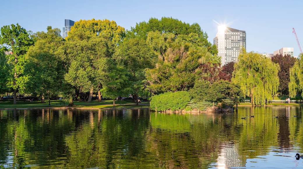 Boston Public Garden showing a pond