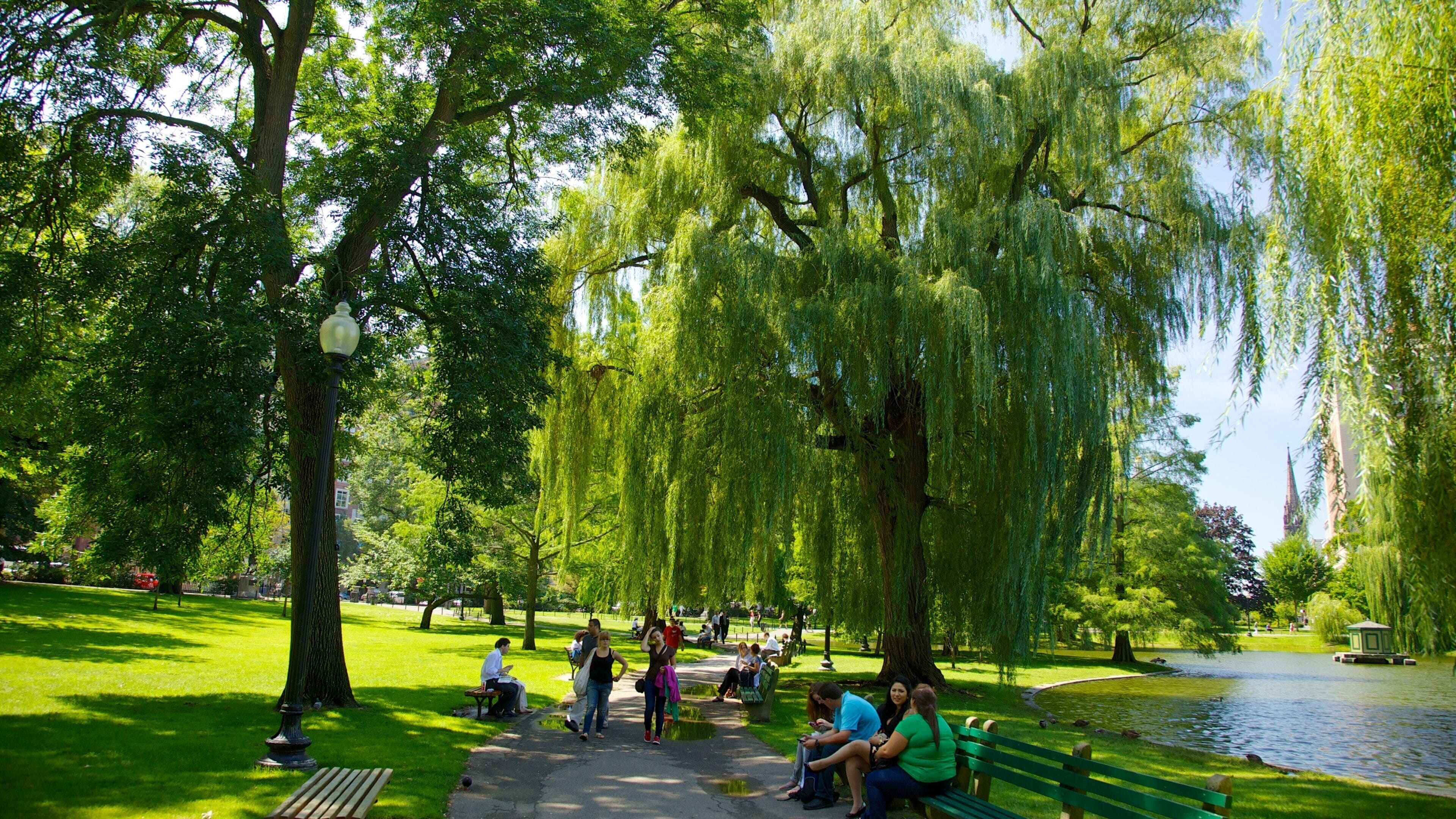 Vibrant summer afternoon at Boston Common with families enjoying nature in Massachusetts
