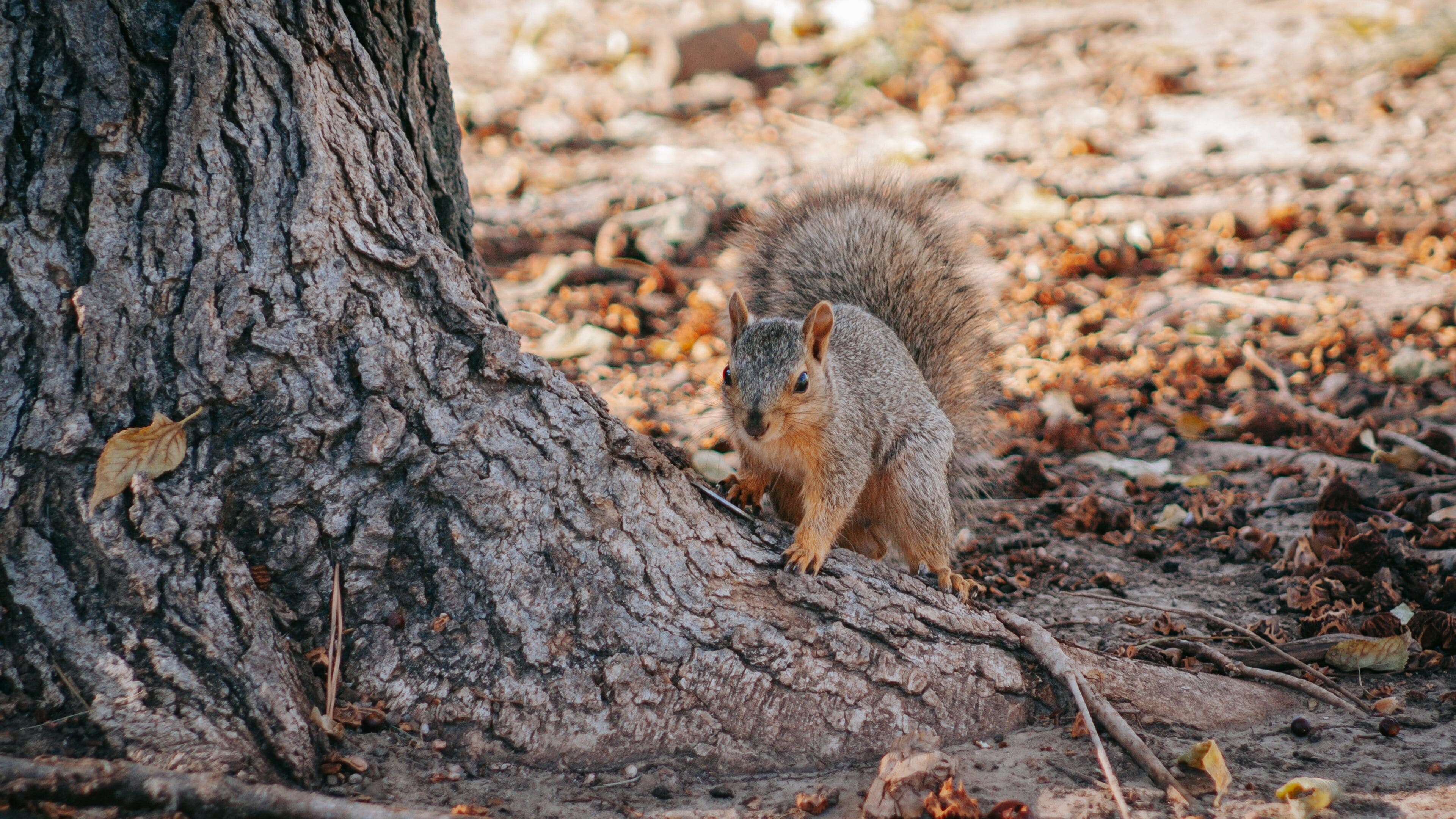 City Park showing cuddly or friendly animals