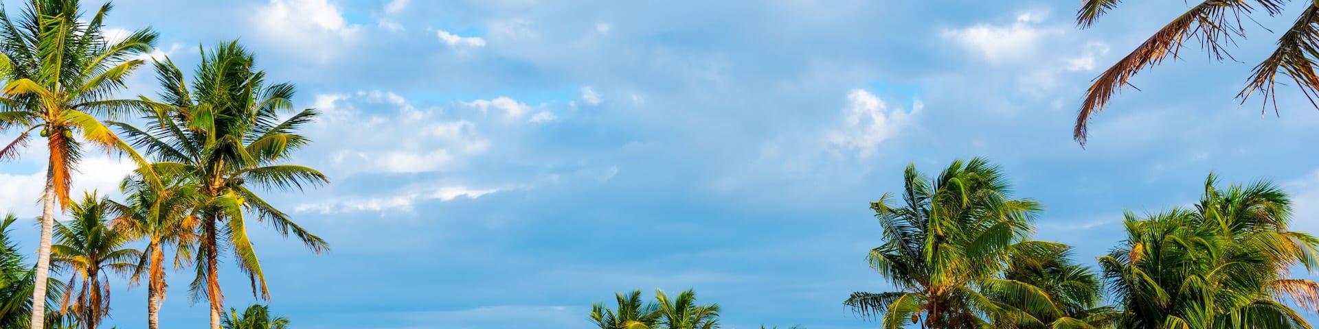 Wooden boardwalk in beautiful Crandon Park in Key Biscayne