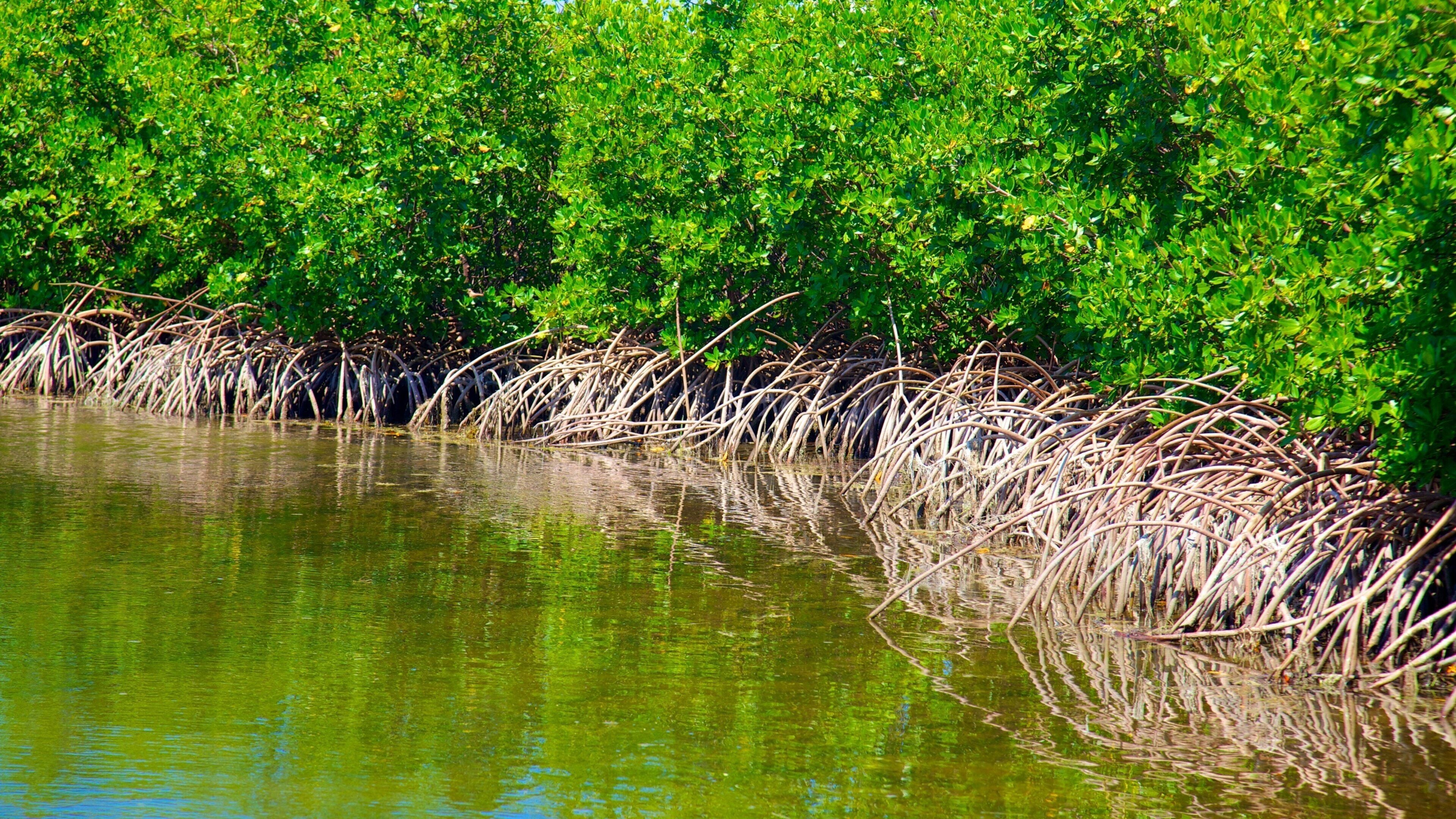 Bill Baggs Cape Florida State Park featuring mangroves