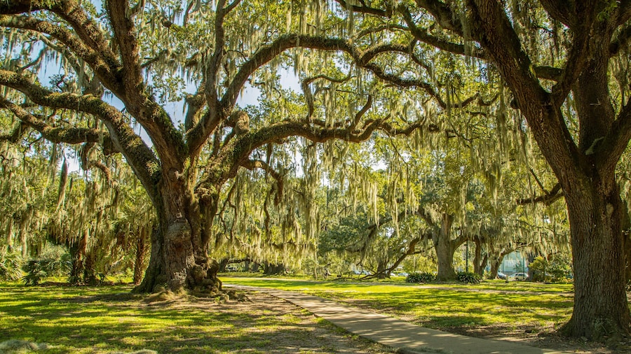 City Park showing a park