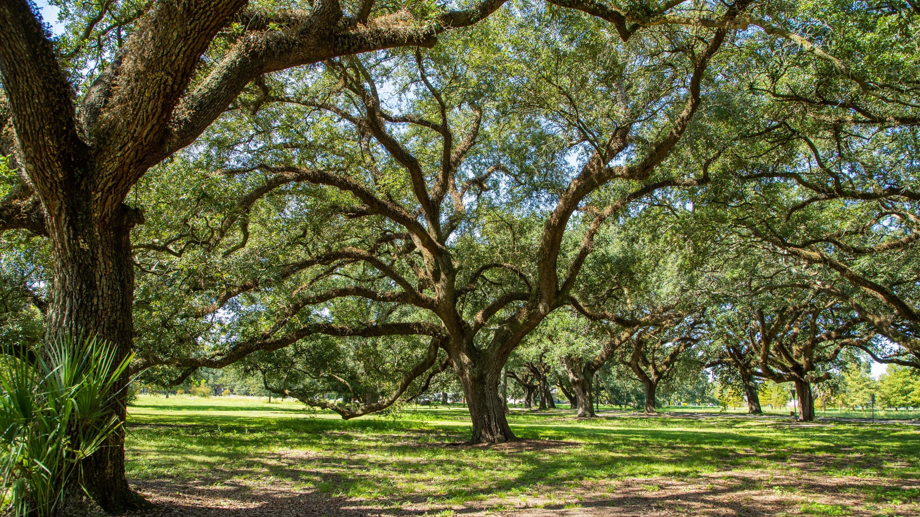 City Park featuring a park