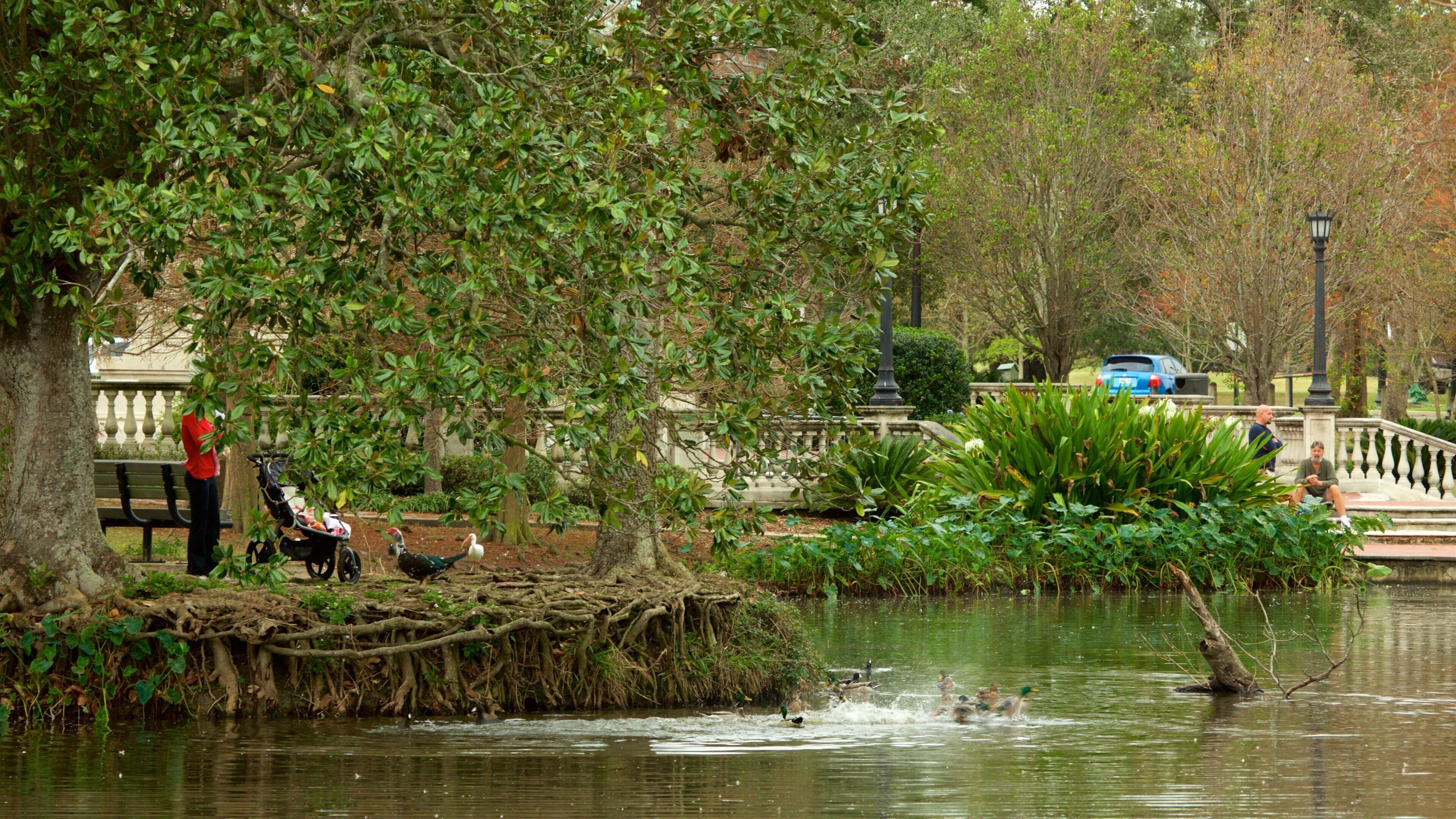 Audubon Park qui includes parc et mare