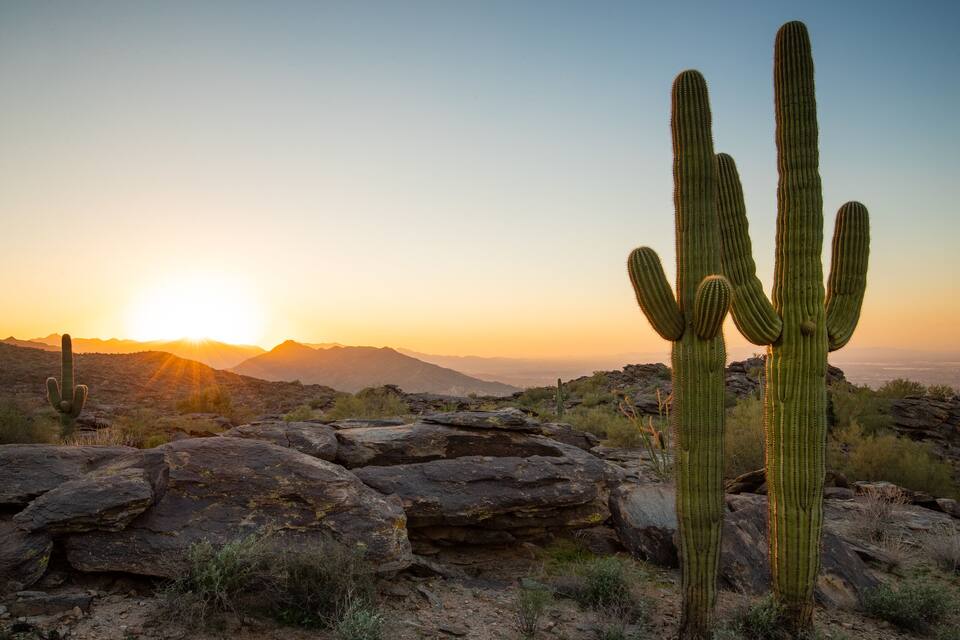 A desert landscape with a prominent cactus in the foreground and mountains in the background during sunset.