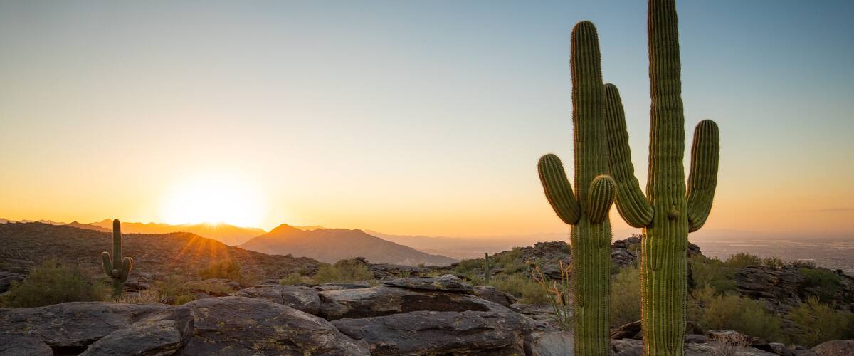 A desert landscape with a prominent cactus in the foreground and mountains in the background during sunset.