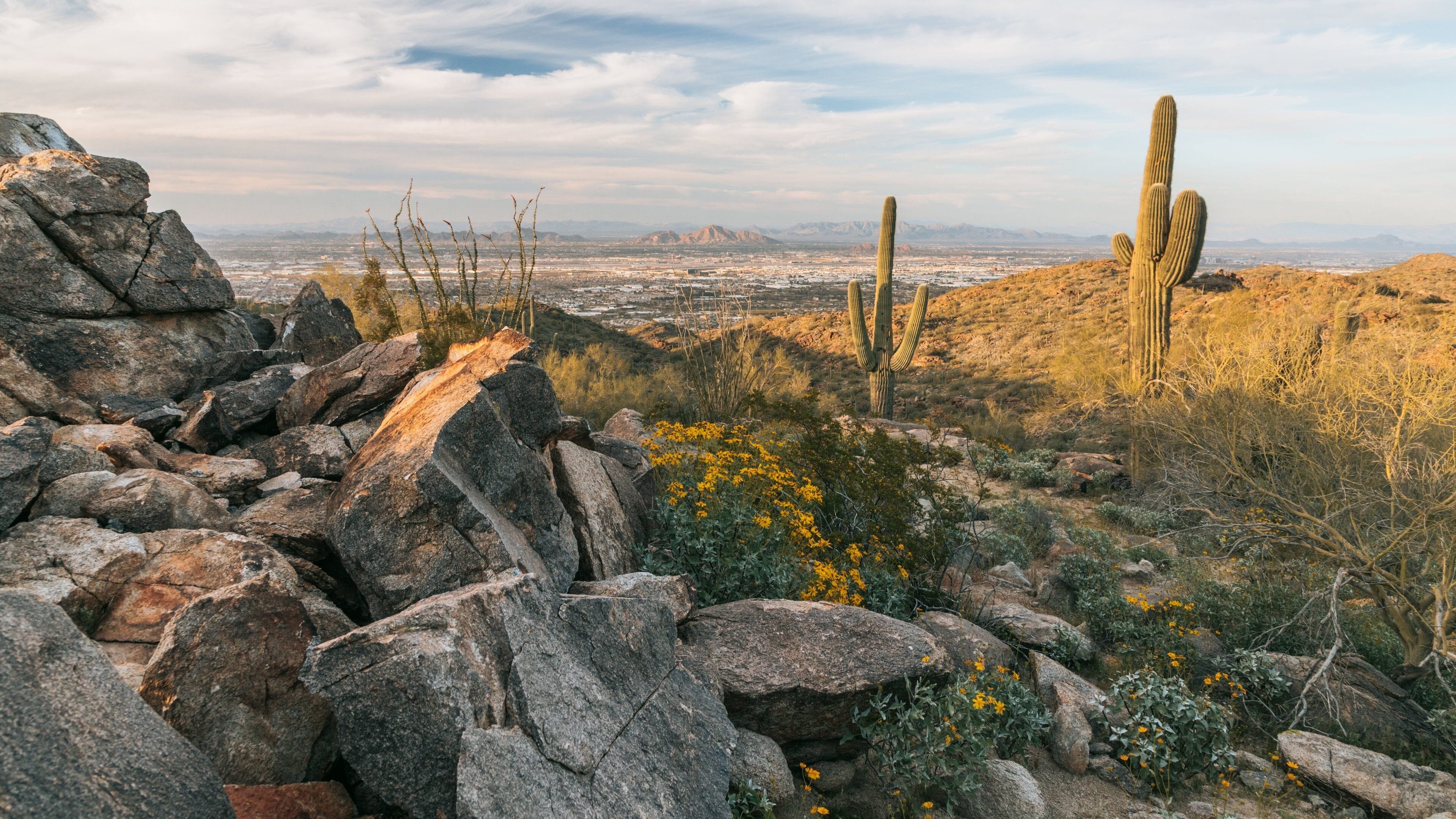 South Mountain Park which includes tranquil scenes and wildflowers