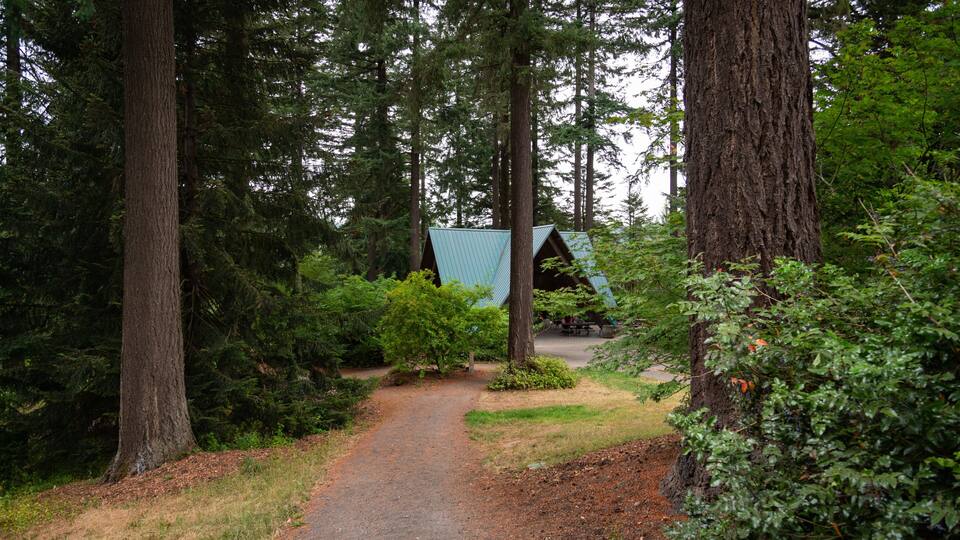A forested area with a metal-roofed cabin and a gravel path leading to it.