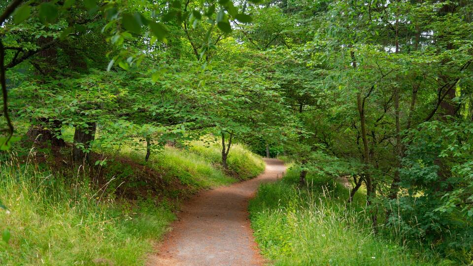 A narrow forest path surrounded by dense green foliage.