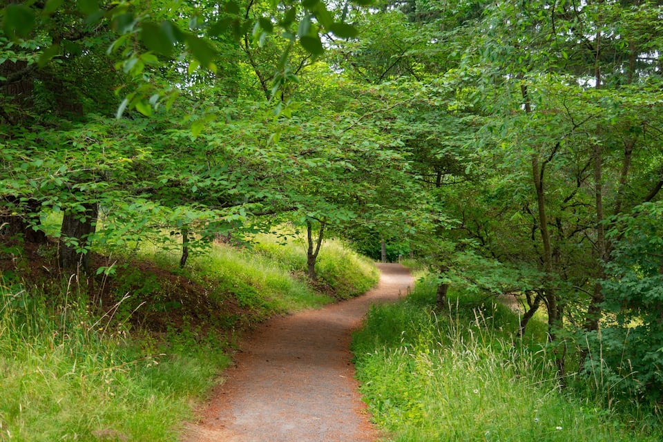 A narrow forest path surrounded by dense green foliage.